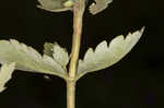 Roundleaf thoroughwort